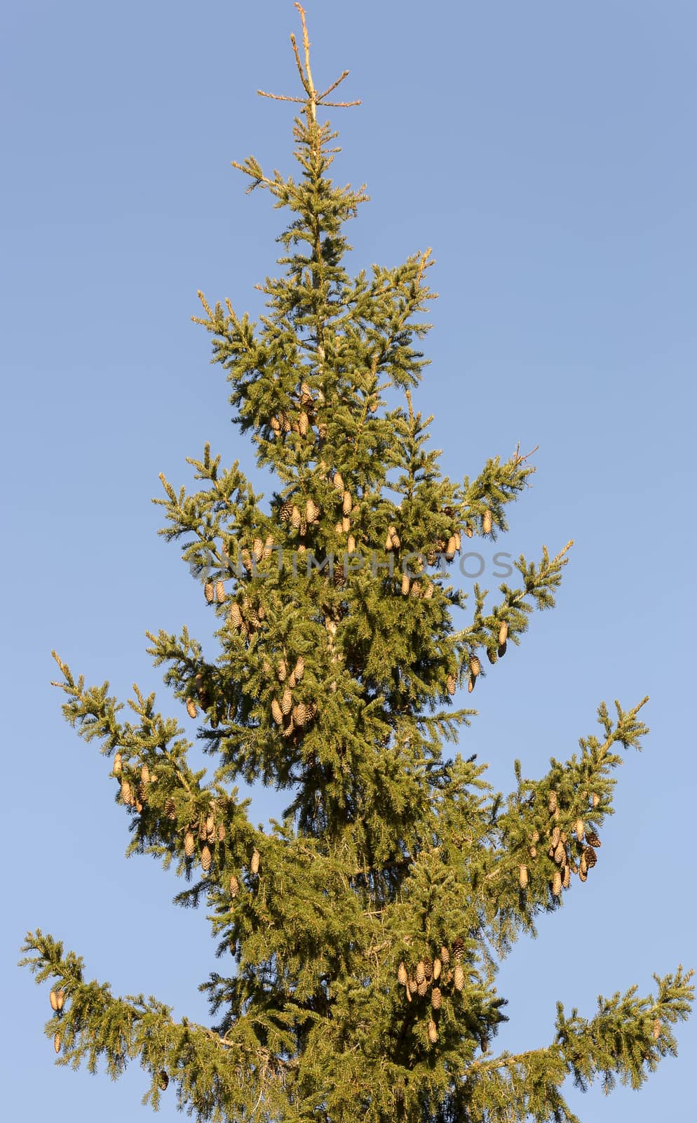 Top of Spruce Tree with a clear blue sky.