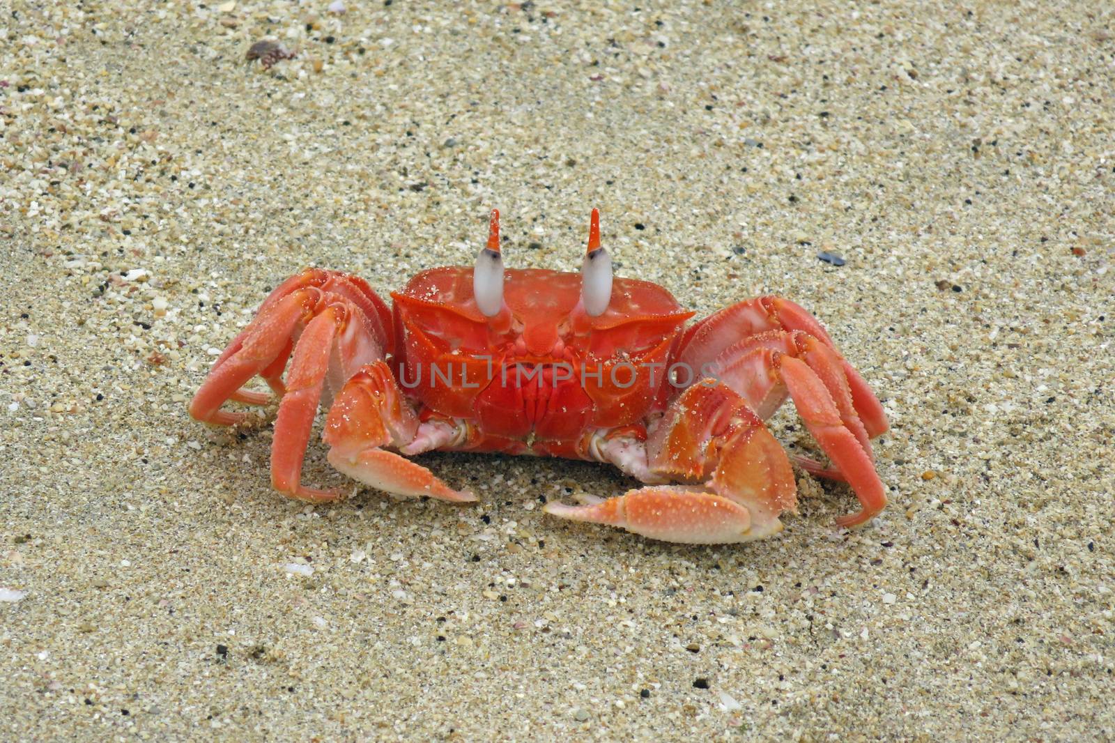 Galapagos ghost crab on Isabela Island walking at the sandy beach