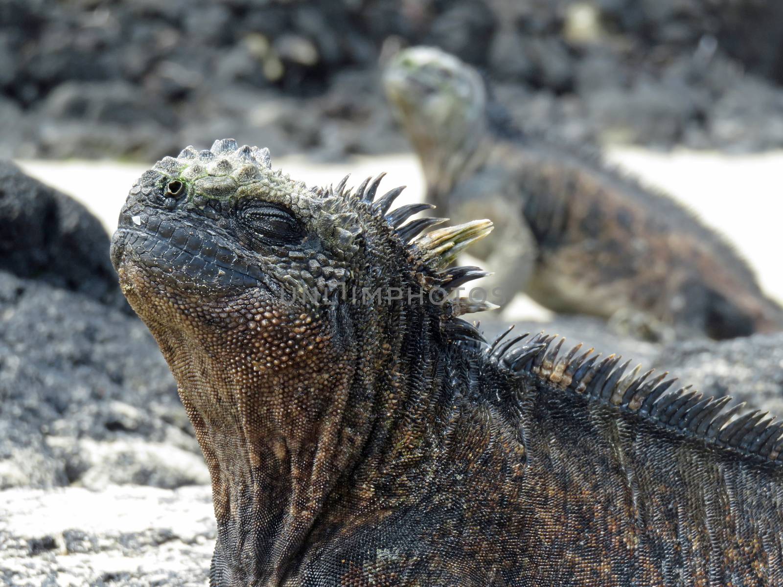 Marine iguana on Galapagos island, clos up posing