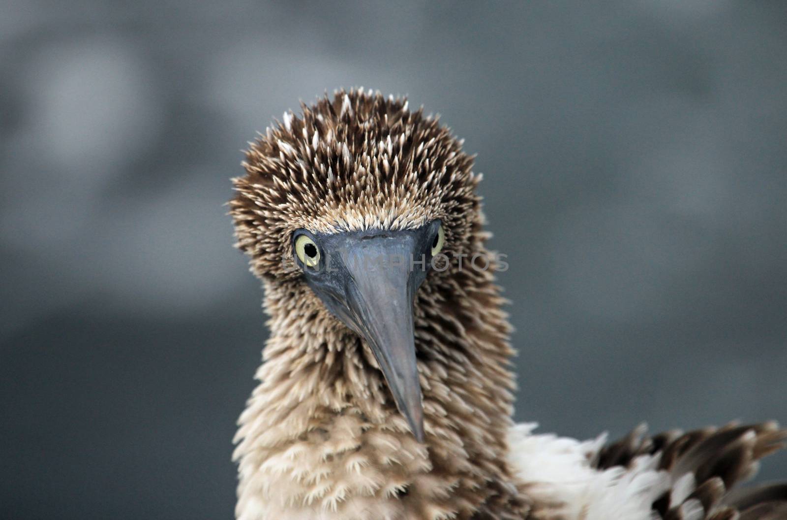 Blue footed booby close up on Galapagos Island