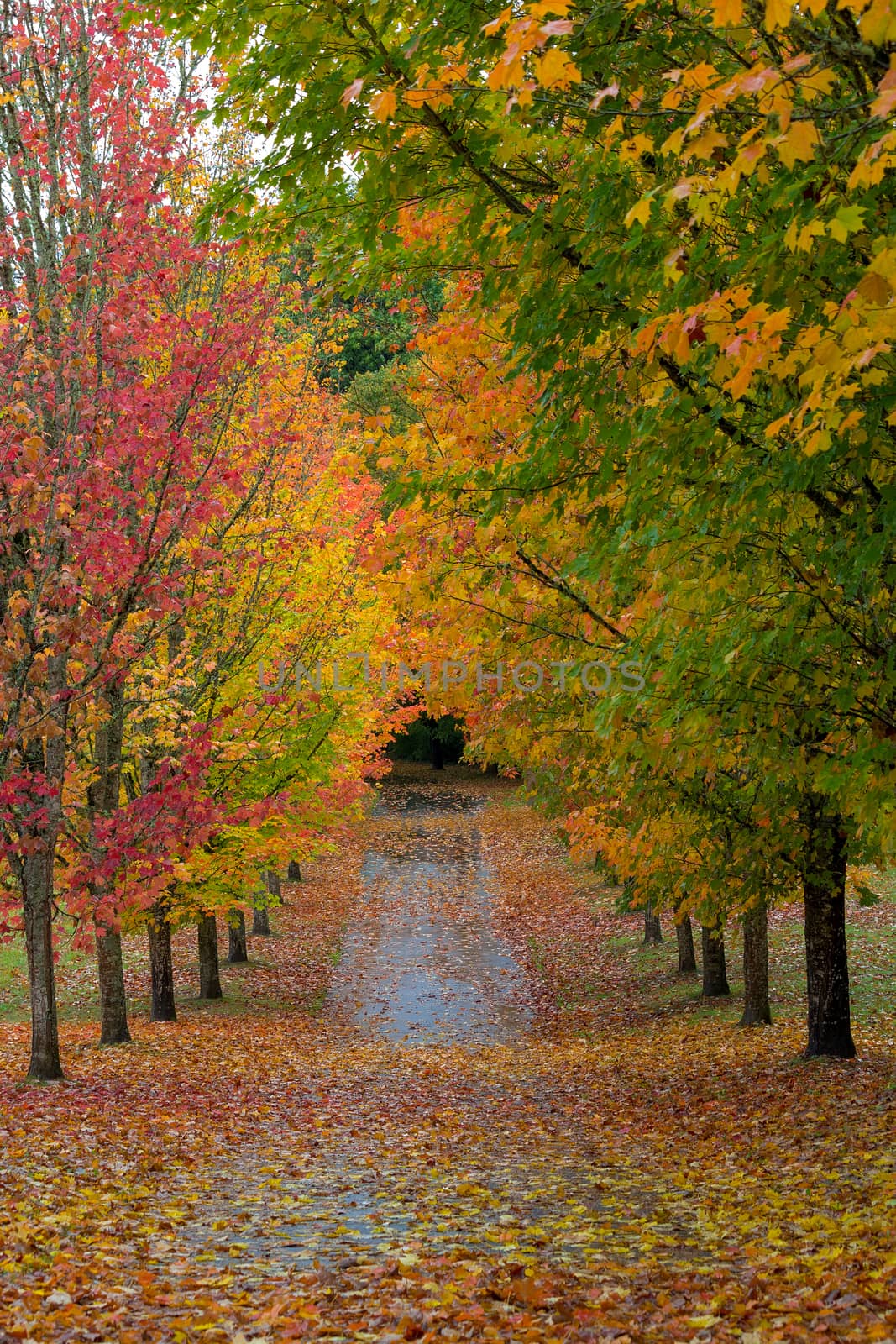Path Lined with Maple Trees in Fall Season by jpldesigns