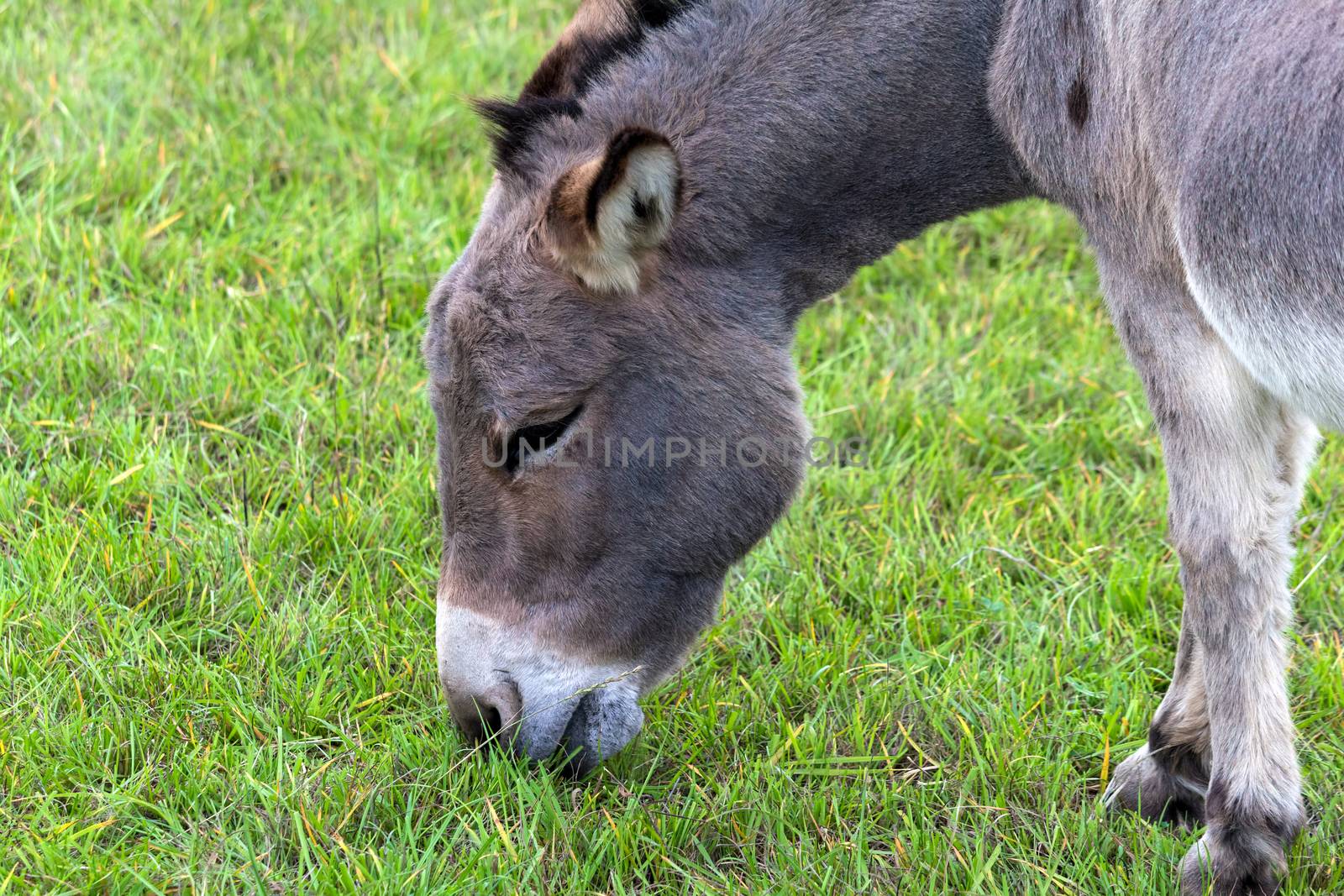 Donkey grazing on green grass in farmland closeup portrait