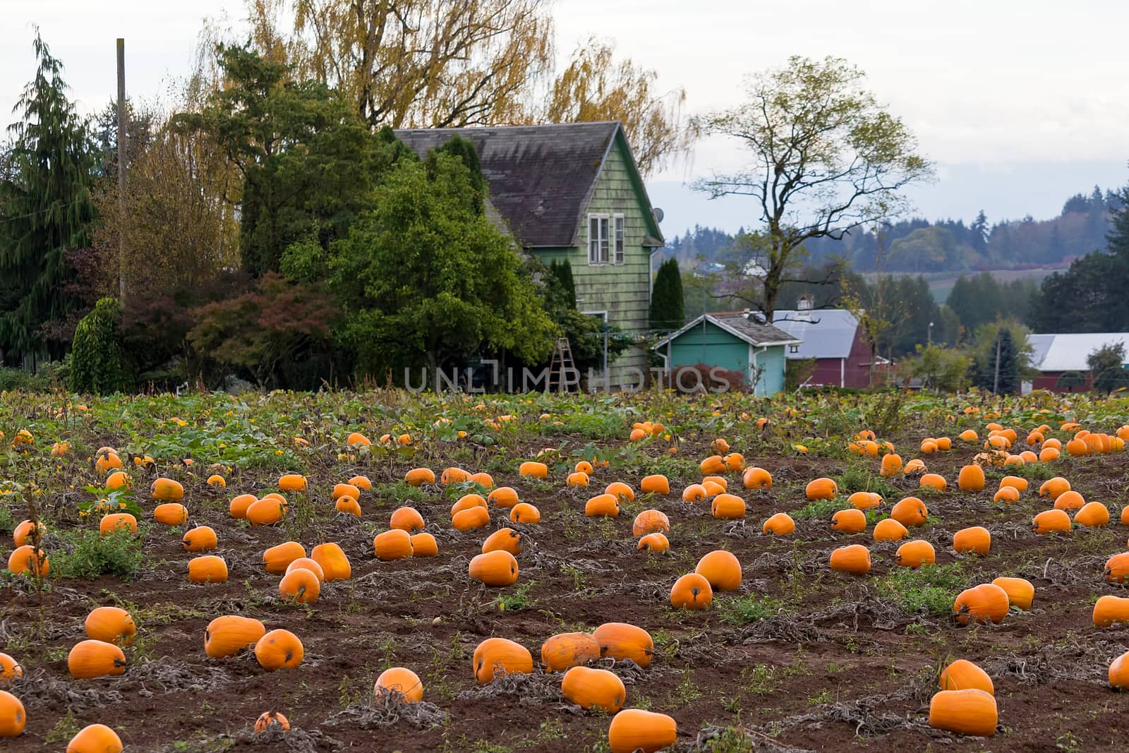 Pumpkin Patch by Farm house in Rural Farmland Oregon during Fall Season