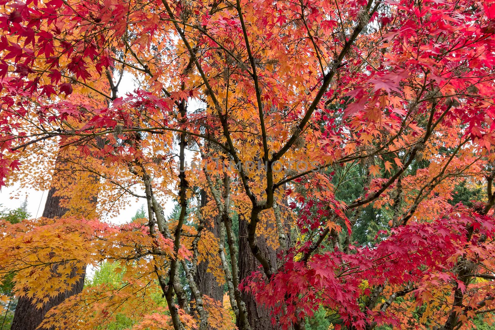 Japanese Maple Trees in fall color during Autumn Season