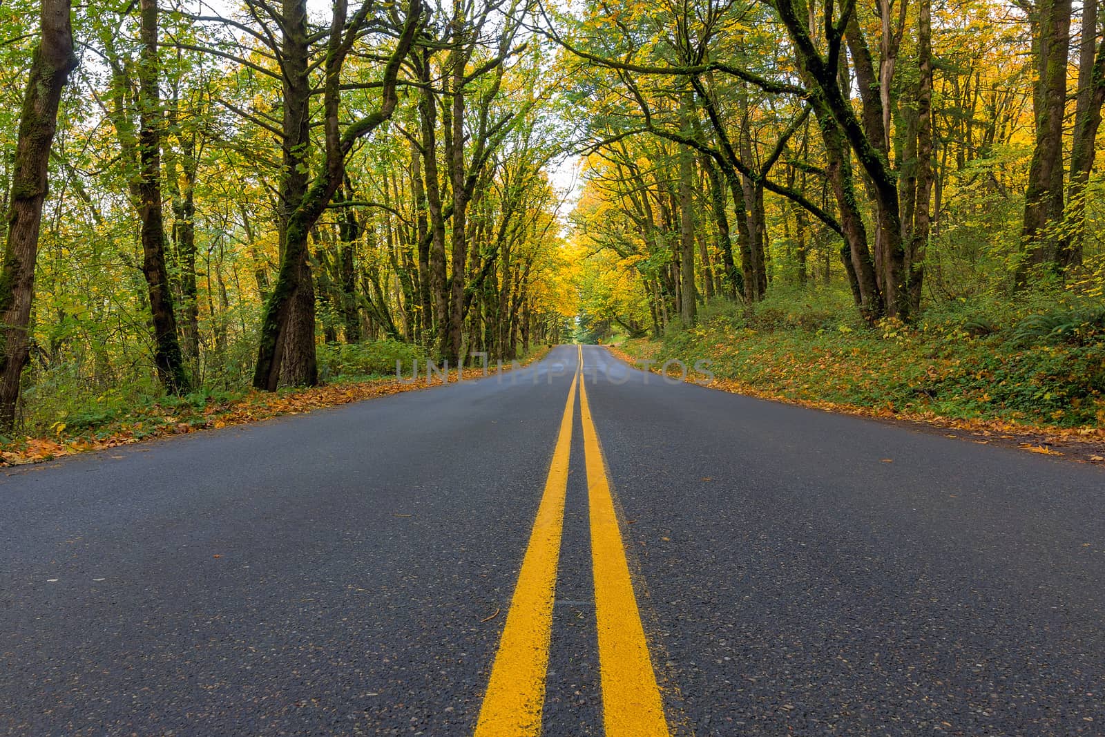 Historic Columbia River Highway Two Way Lanes in Fall by jpldesigns