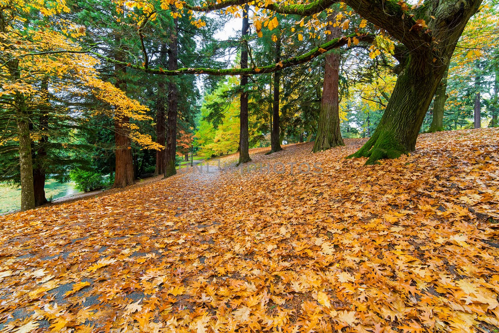 Garden Path Covered in Autumn Leaves by jpldesigns