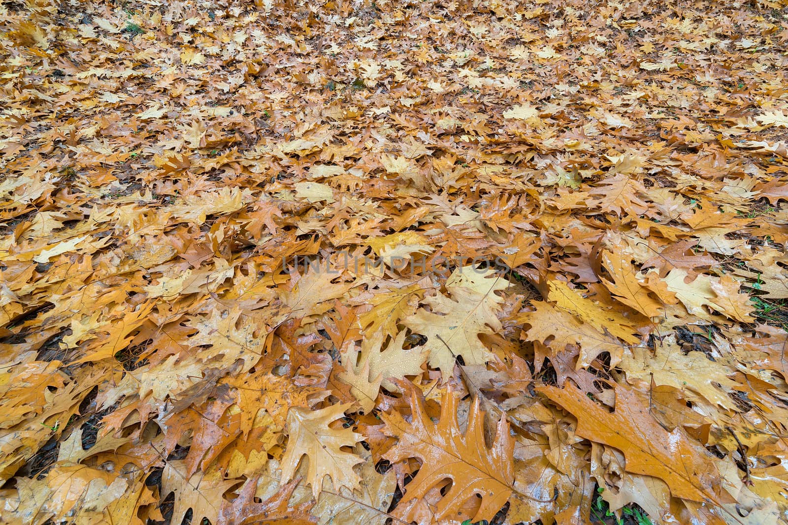 Oak Leaves on the Ground in Autumn by jpldesigns