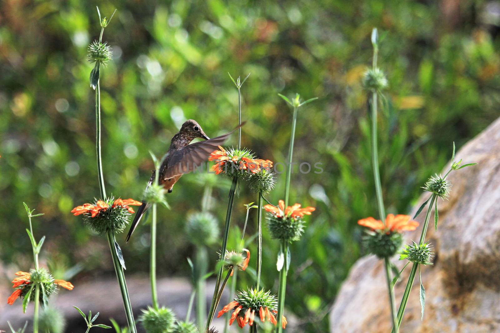 Nice hummingbird feeding on orange flower in the mountains of northern Peru. Cordillera Huayhuash, near Cordillera Blanca.