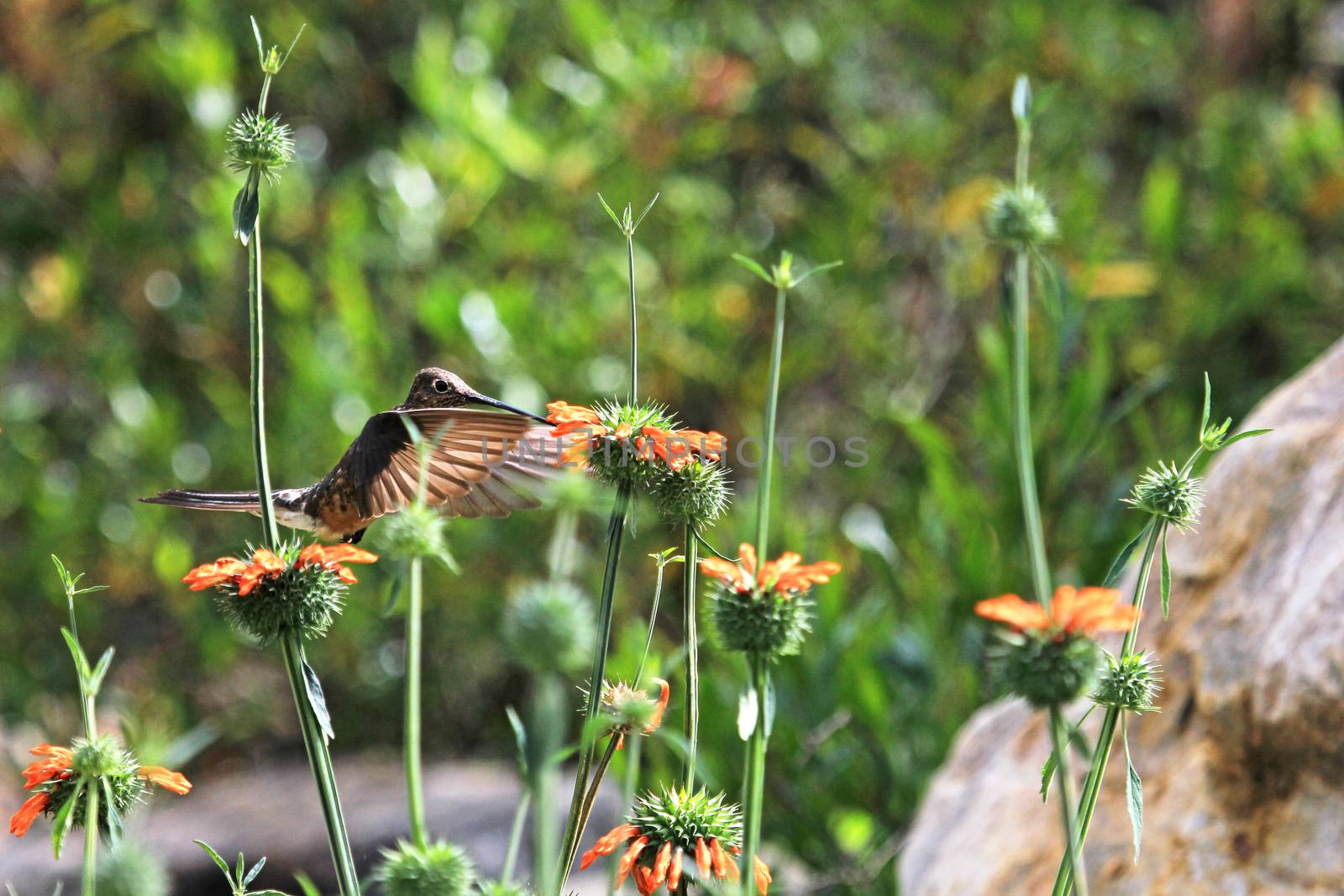 Nice hummingbird feeding on orange flower in the mountains of northern Peru. Cordillera Huayhuash, near Cordillera Blanca.