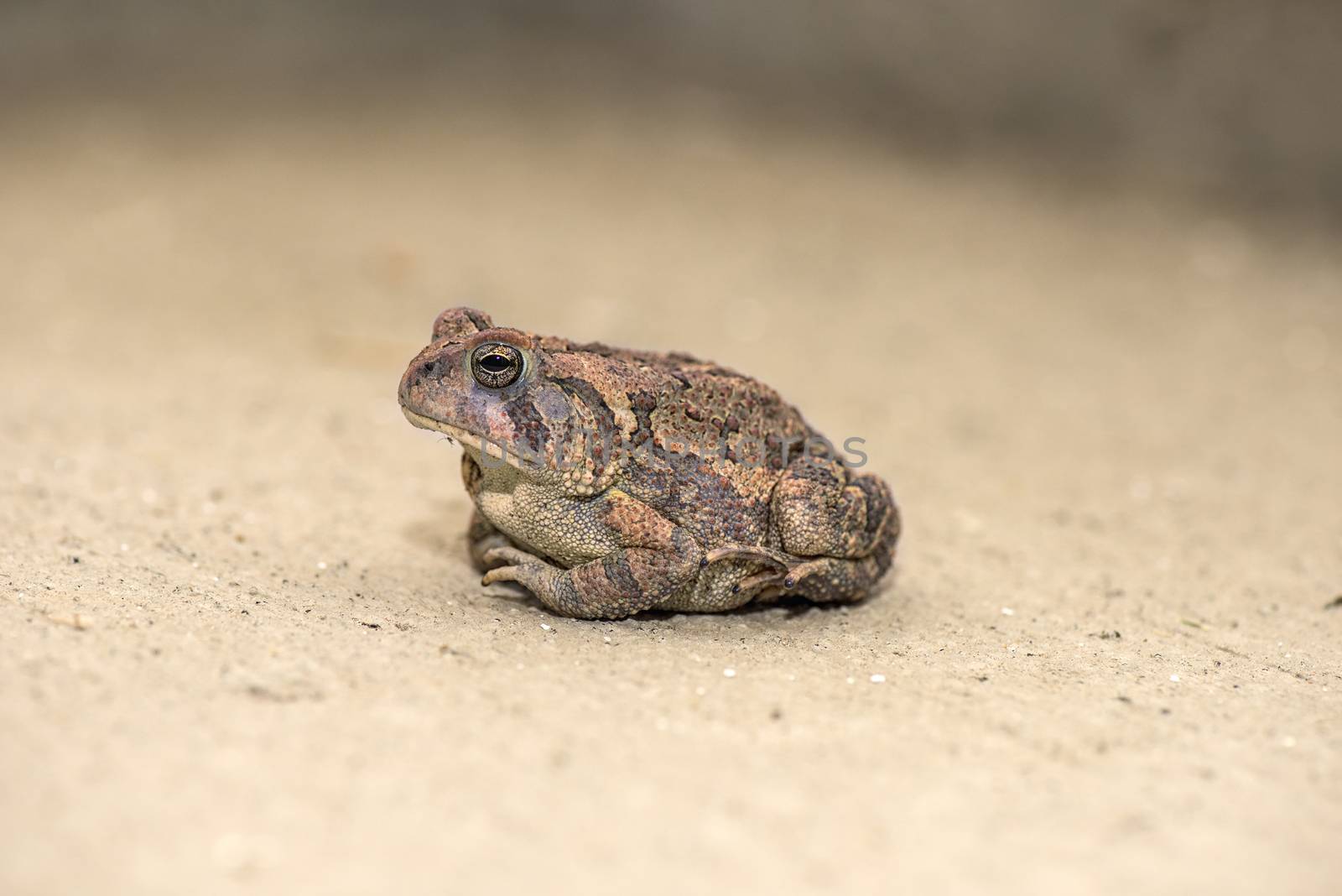 A beautiful toad waiting fo the flies