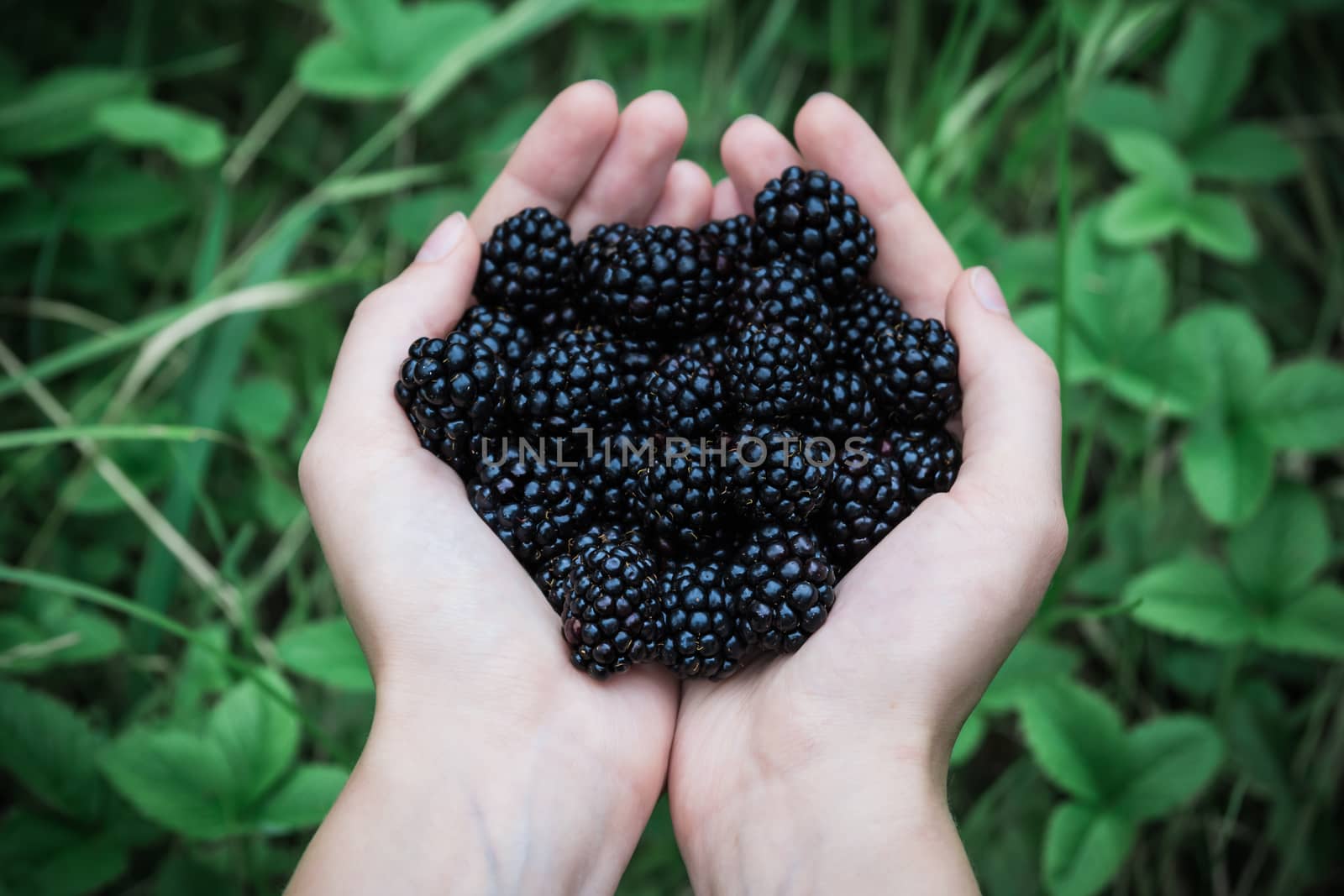 Female hands holding handful of fresh blackberries outdoors in front of green grass background