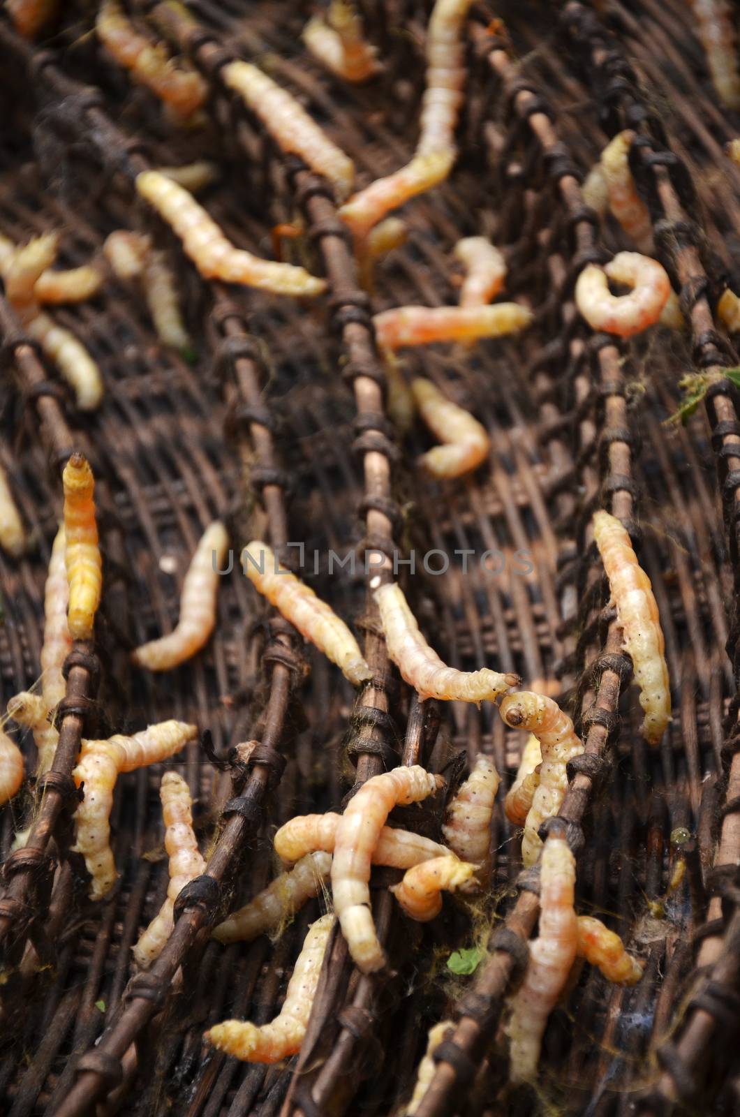 Silkworms in silk farm, Siem Reap, Cambodia