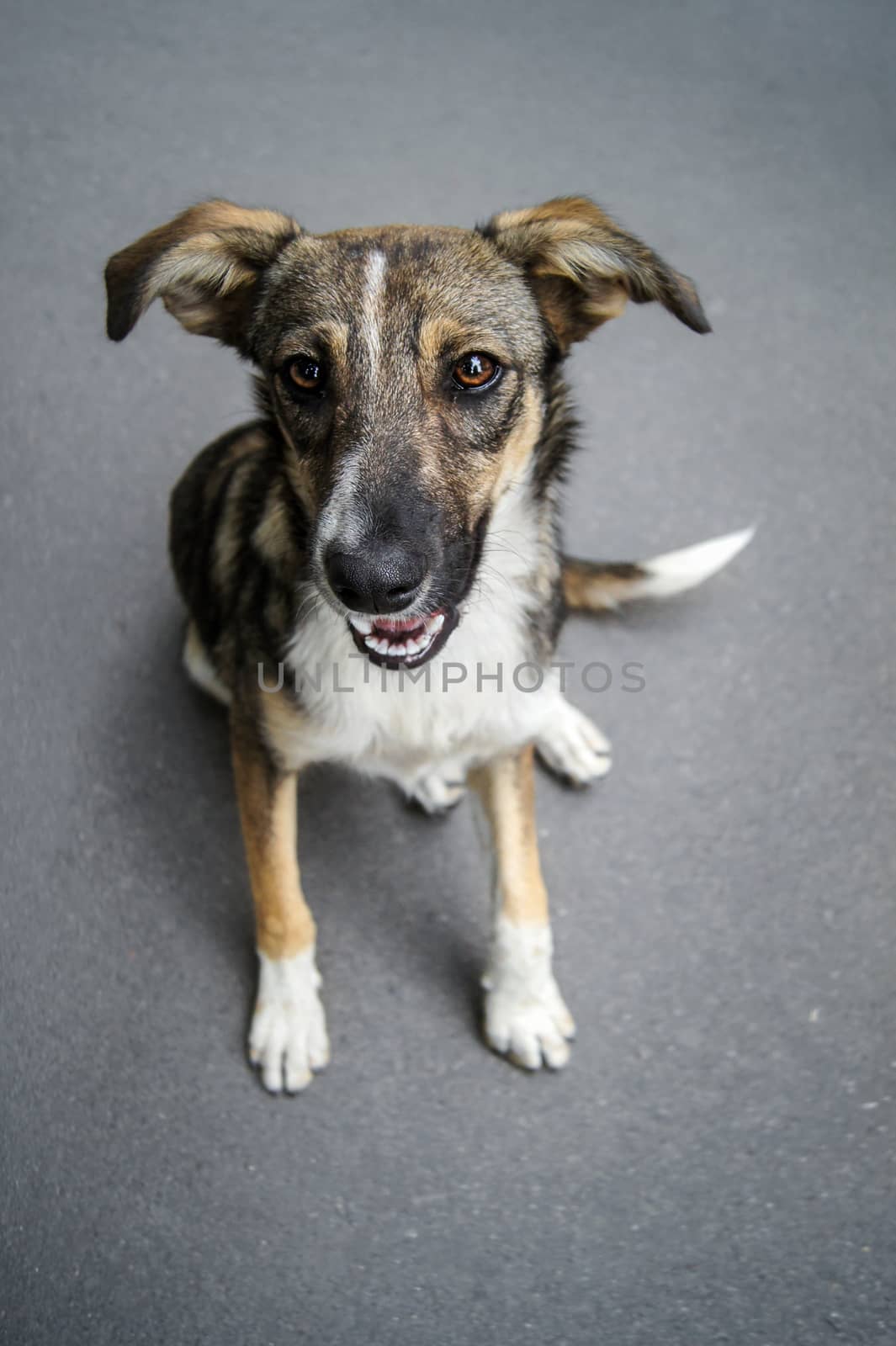 Homeless dog portrait by photoboyko