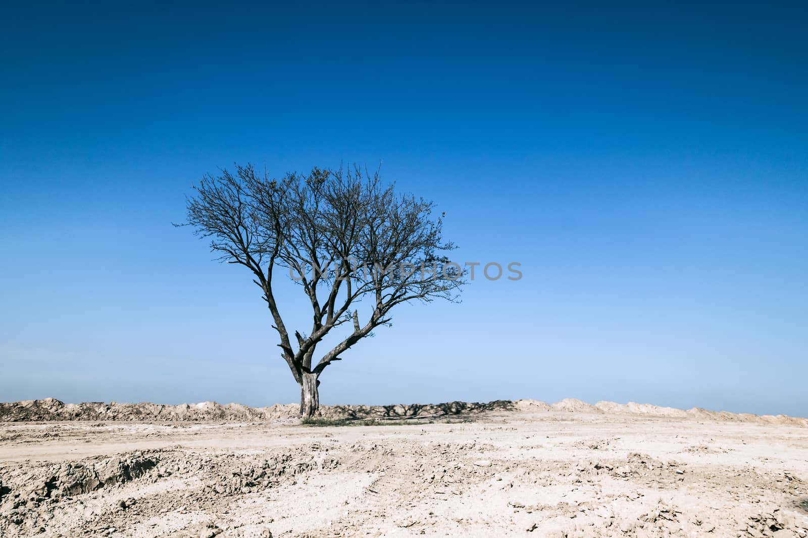 Image of dried up tree standing on the sandy ground on a bright sunny cloudless day
