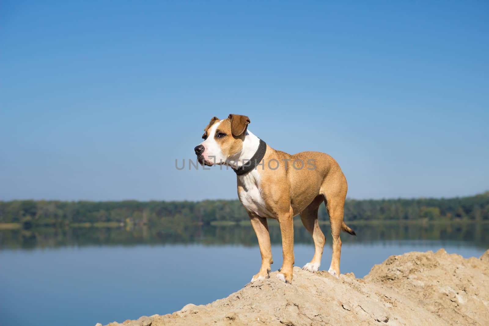 Staffordshire terrier mix dog standing by the lake on sandy ground and looking into distance on a clear sunny day