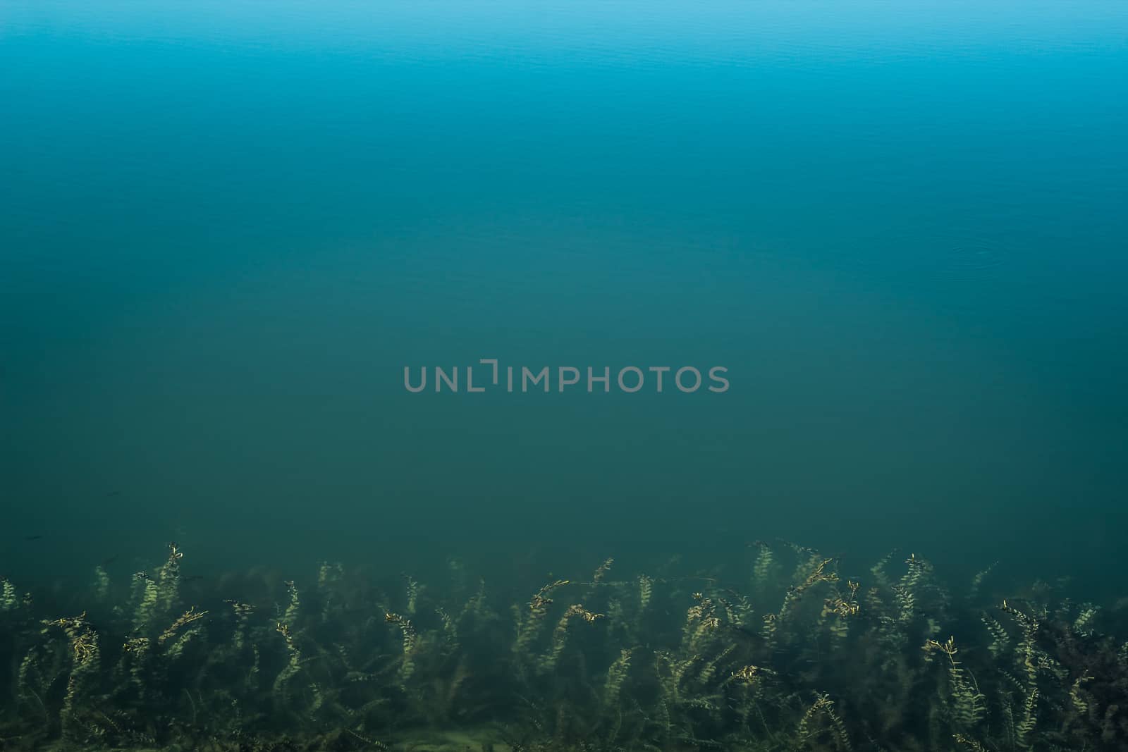 Top view of clean blue water of a lake with sea-grass in the bottom of the picture