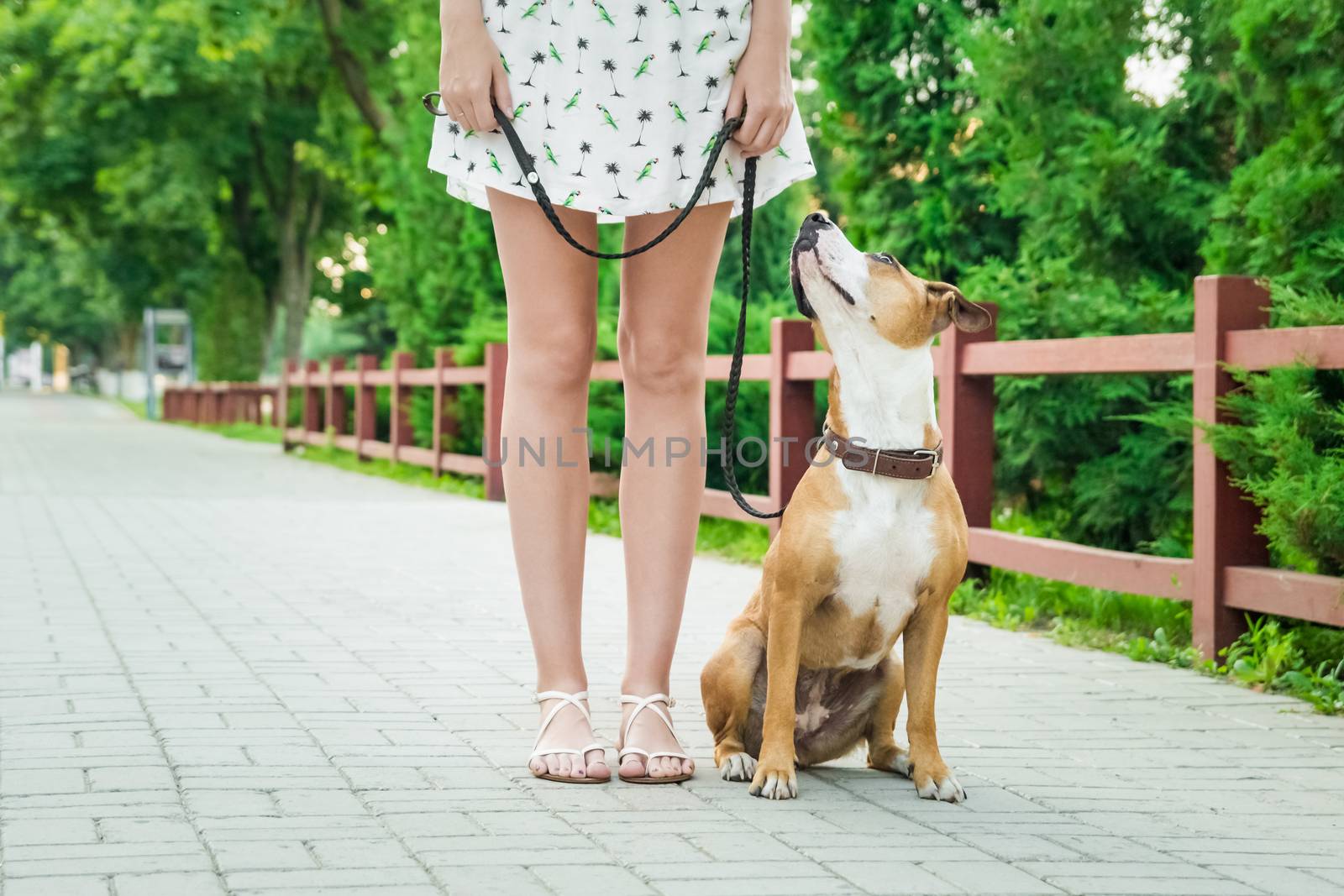 Trained sitting dog on a leash looking up and listening to her owner, young female in dress