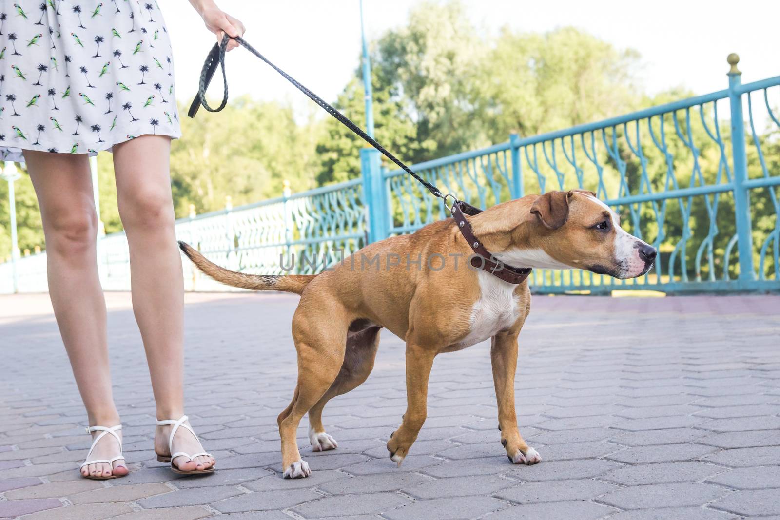 Naughty untrained dog pulling on a leash, person not controlling the dog