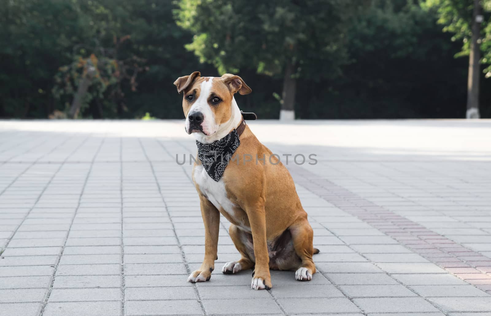 Dog in black bandana sitting on a pavement downtown