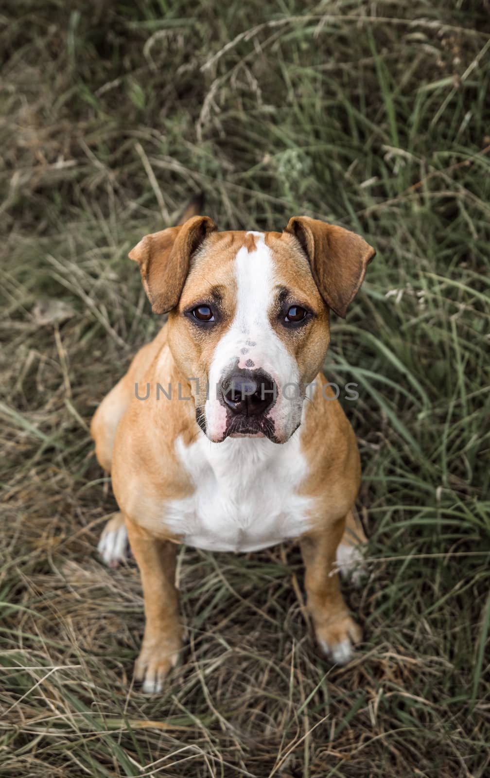 Dog looking up, sitting on grey grass on autumn day by photoboyko