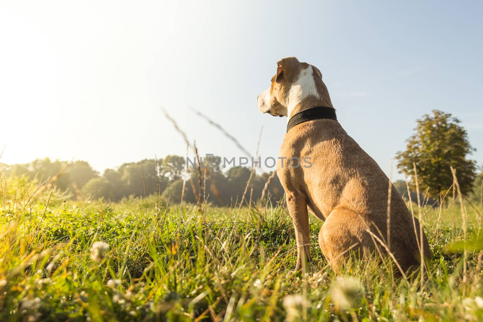 Dog sitting on the lawn on bright sunny morning