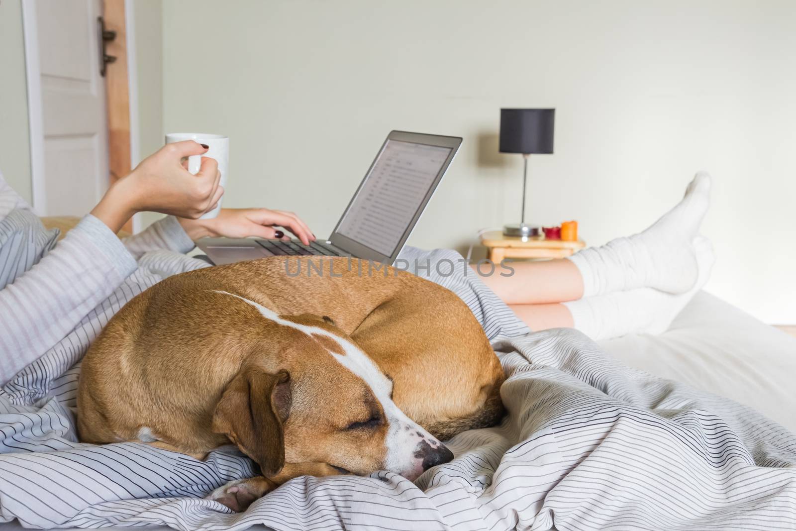 Female person drinking morning tea or coffee and working with laptop in bed with dog sleeping next to her