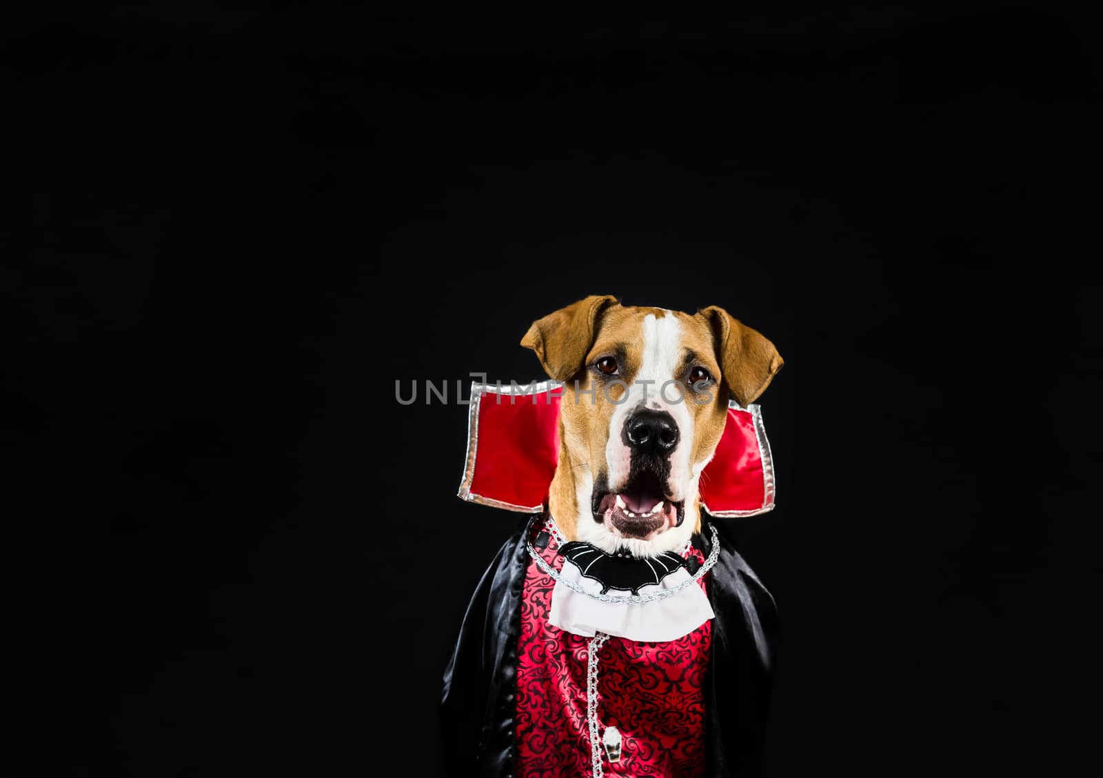 Dog in halloween costume by photoboyko
