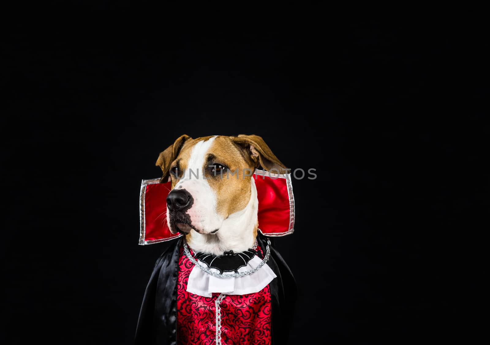 Dog dressed up for halloween in a vampire outfit posing in front of dark background