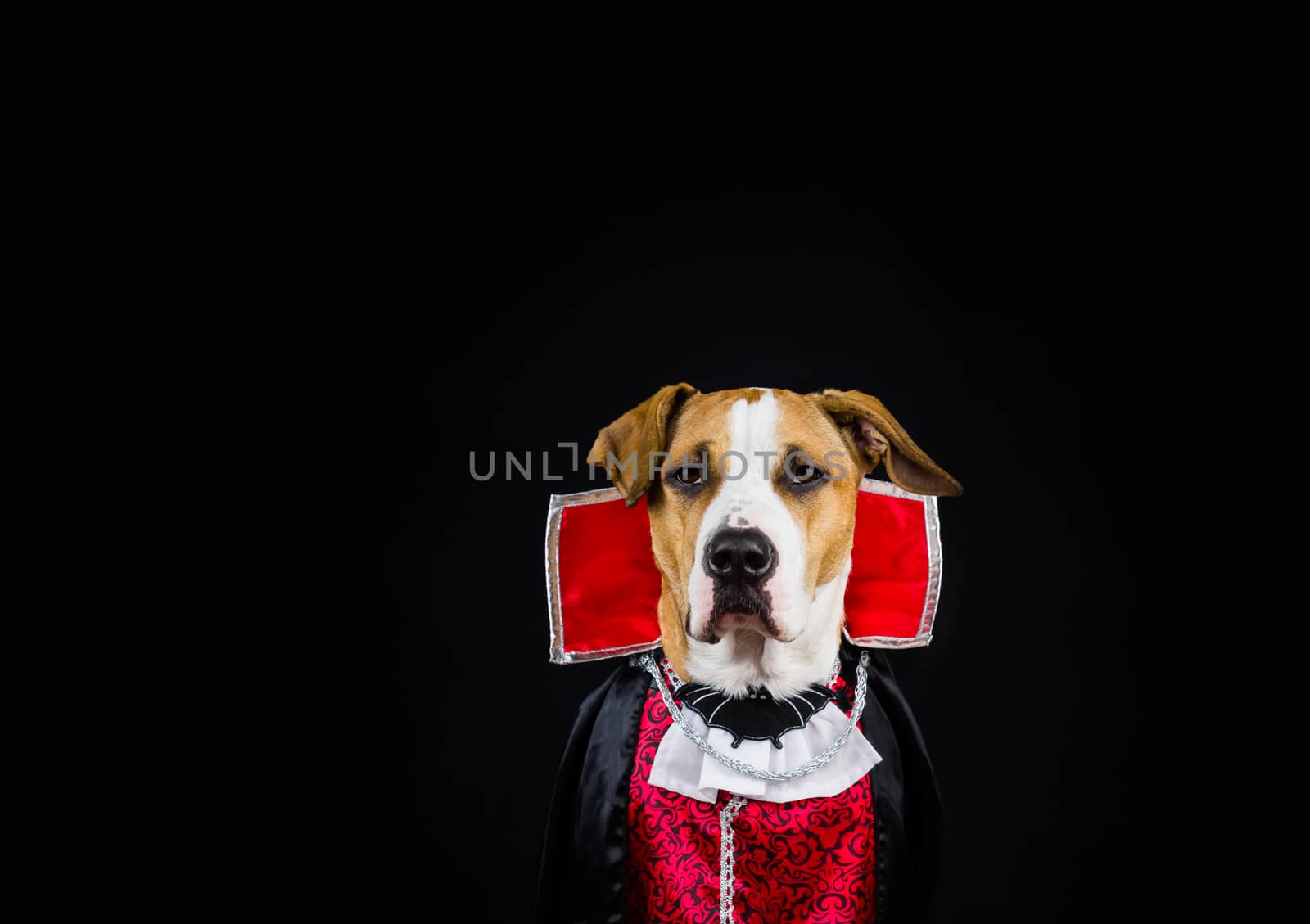 Dog dressed up for halloween in a vampire outfit posing in front of dark background