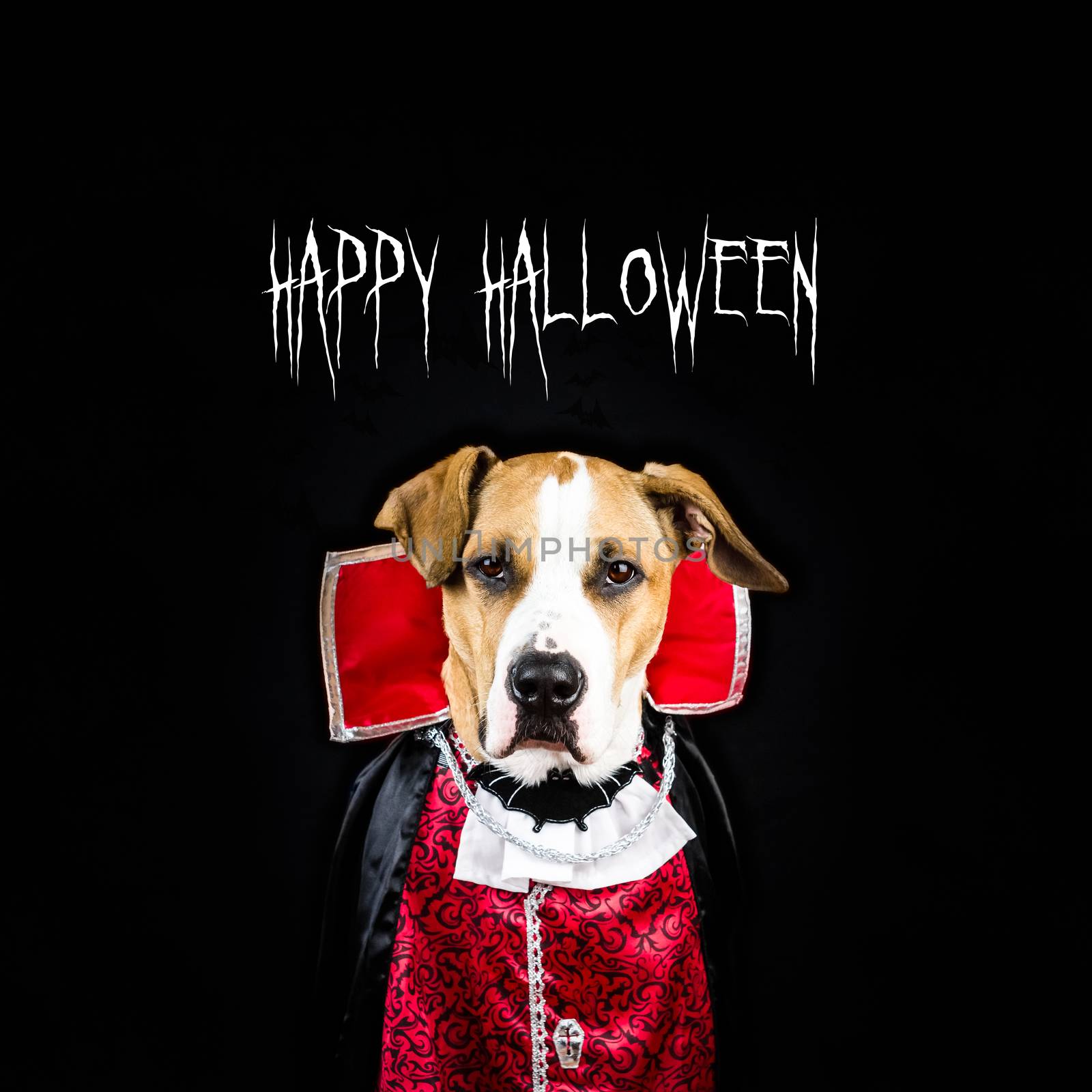 Happy halloween poster with dog in vampire costume by photoboyko
