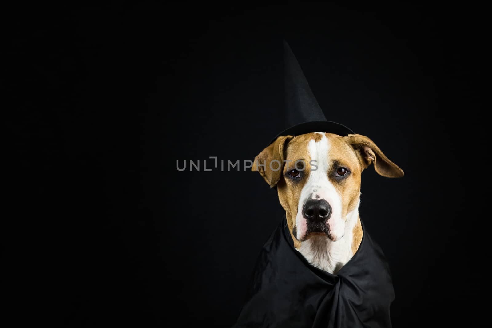 Dog dressed up as witch for halloween wearing black hat and gown posing in front of dark background