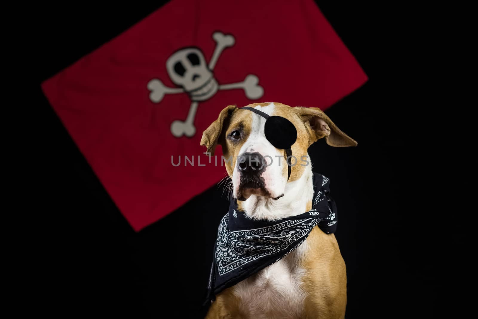 Dog dressed up for halloween as one eyed pirate posing in front of black background and red pirate flag