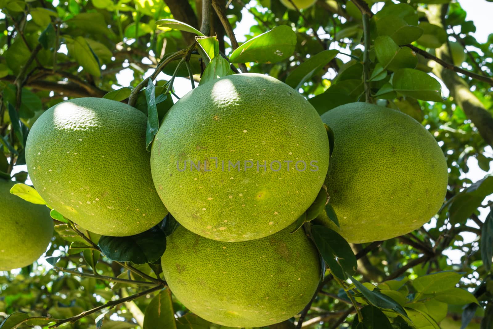 Pomelo fruit