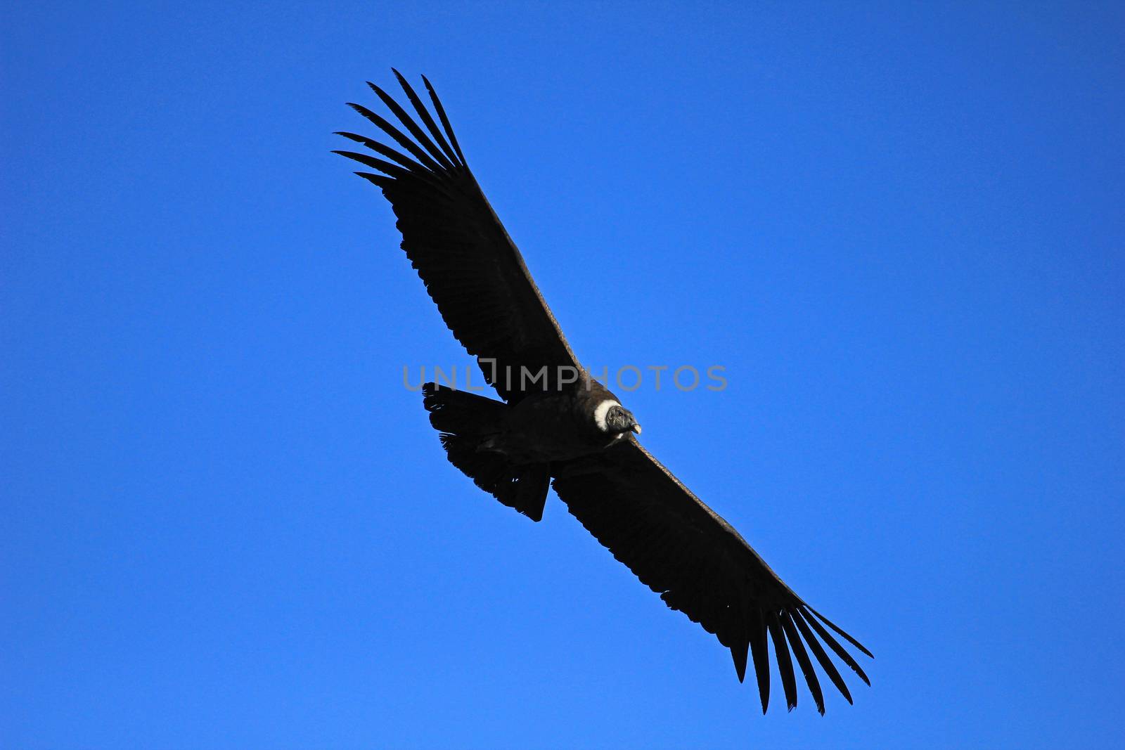 Female andean condor flying very close. Colca canyon - one of the deepest canyons in the world, near the city of Arequipa in Peru.