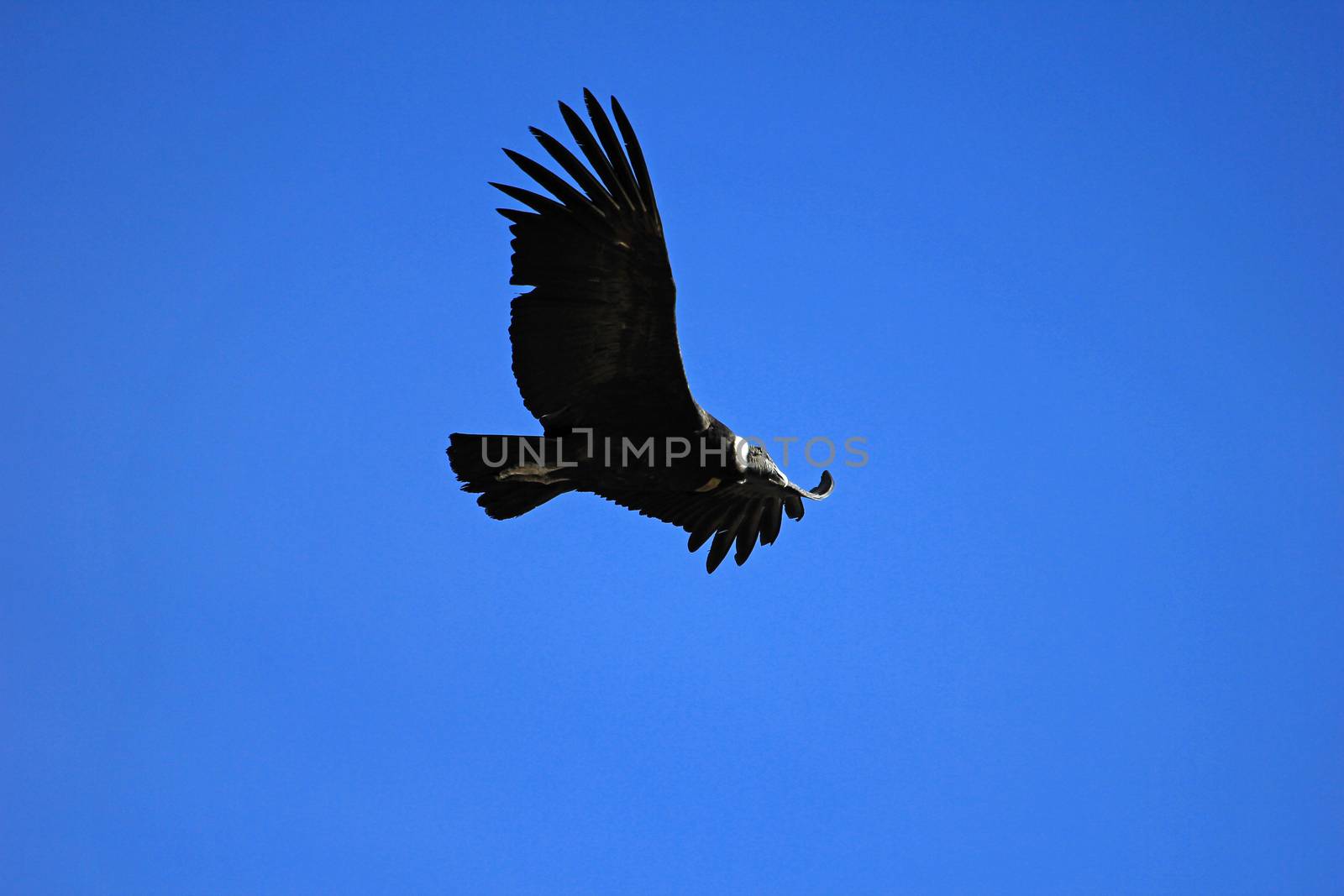 Female andean condor flying very close. Colca canyon - one of the deepest canyons in the world, near the city of Arequipa in Peru.