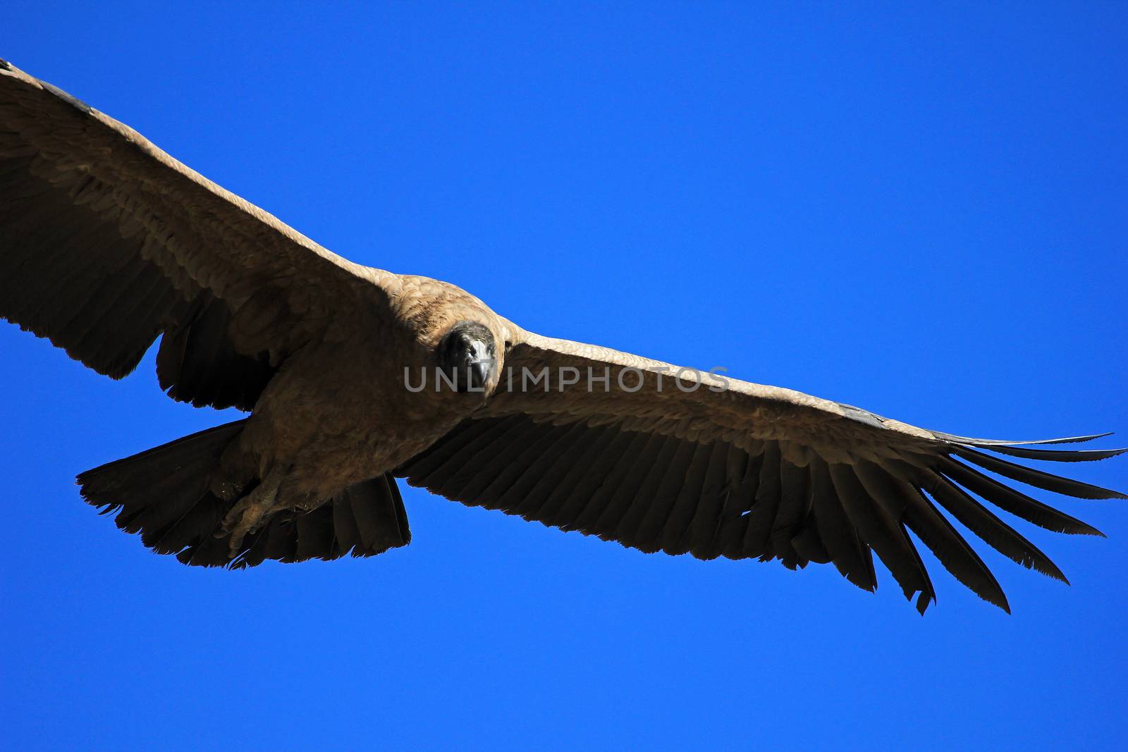 Young female andean condor flying very close. Colca canyon - one of the deepest canyons in the world, near the city of Arequipa in Peru.