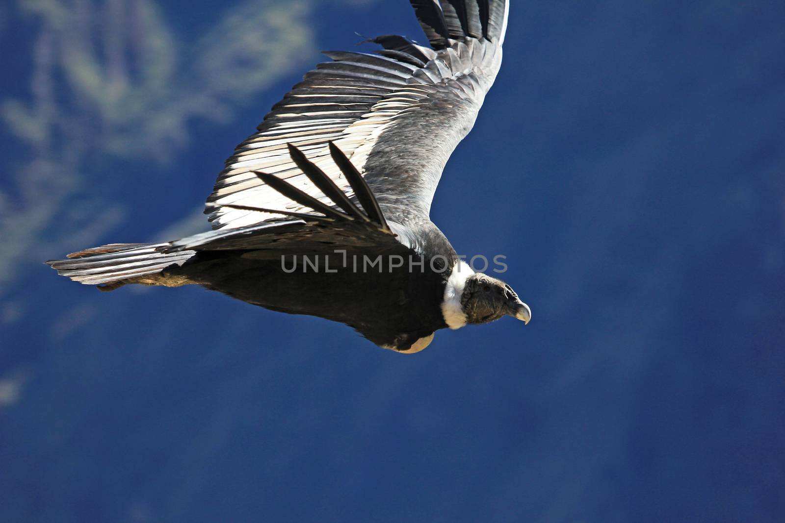 Female andean condor flying very close. Colca canyon - one of the deepest canyons in the world, near the city of Arequipa in Peru.