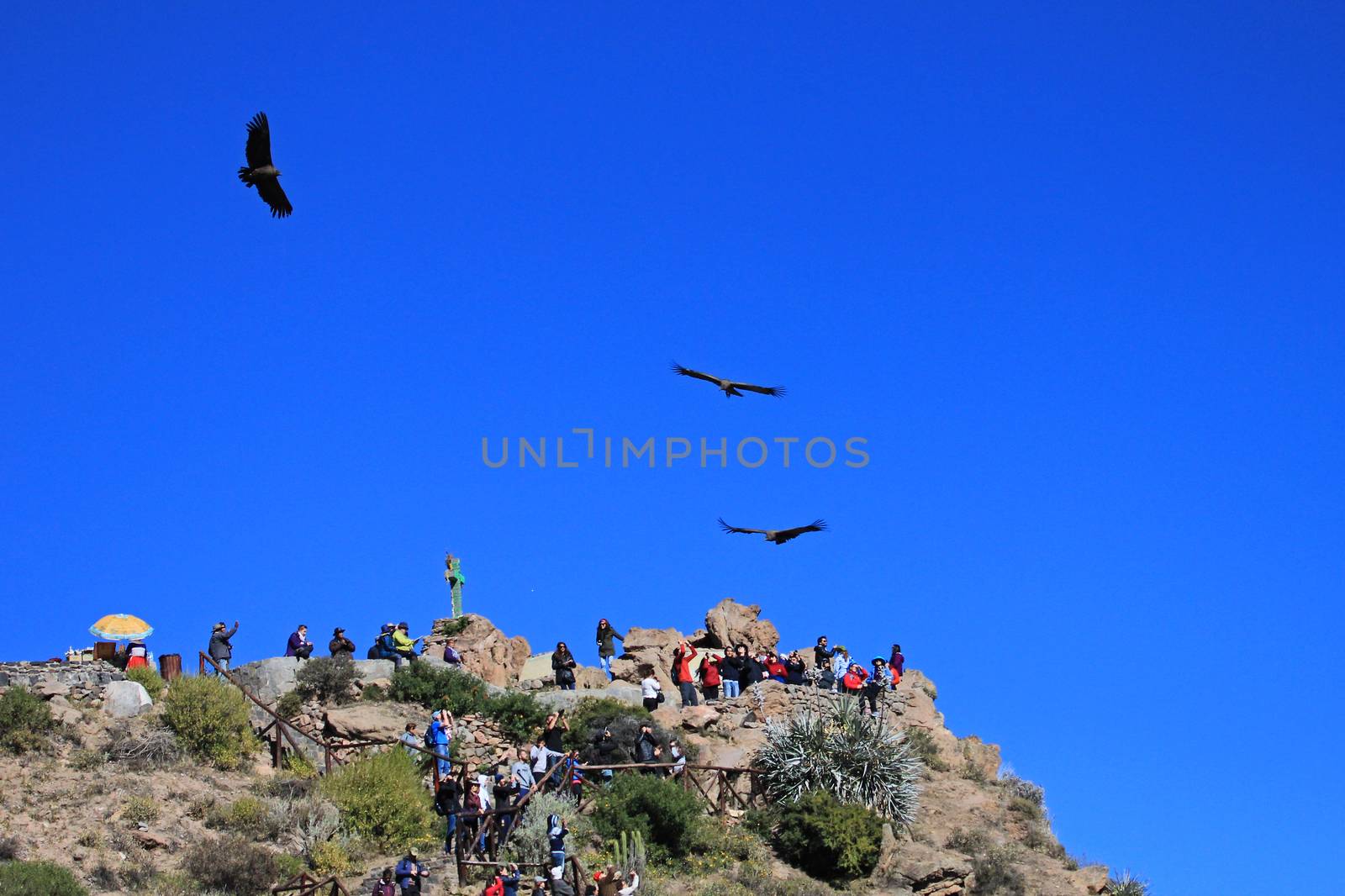 People looking at the condors soaring in the sky at cruz del condor. Colca canyon - one of the deepest canyons in the world, near the city of Arequipa in Peru.