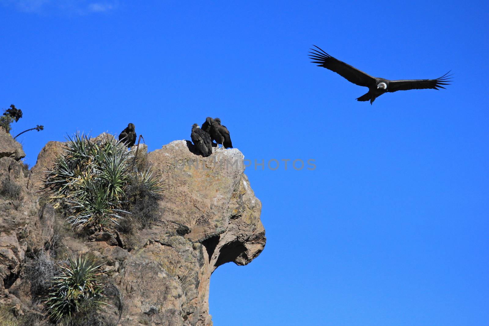 An andean condor is flying overlooking some others sitting on a rock. Colca canyon - one of the deepest canyons in the world, near the city of Arequipa in Peru.