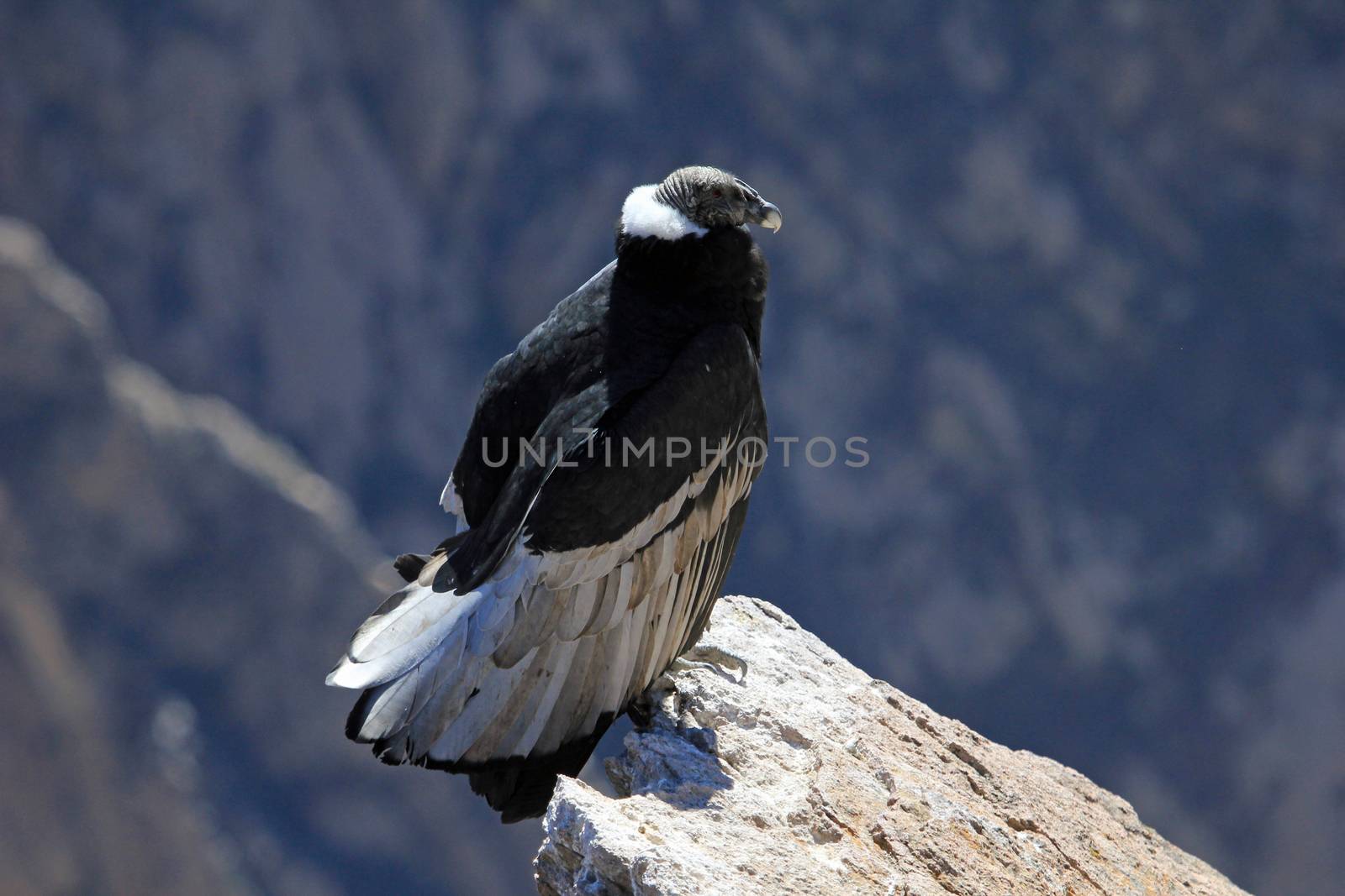 A nice female adult condor sitting close on a rock. Colca canyon - one of the deepest canyons in the world, near the city of Arequipa in Peru.