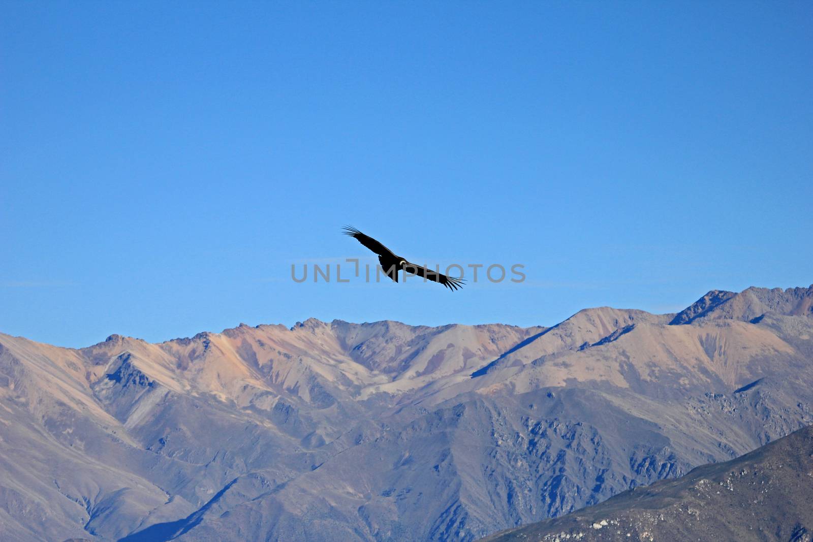 A female adult andean condor flying over the mountains of Colca canyon - one of the deepest canyons in the world, near the city of Arequipa in Peru.