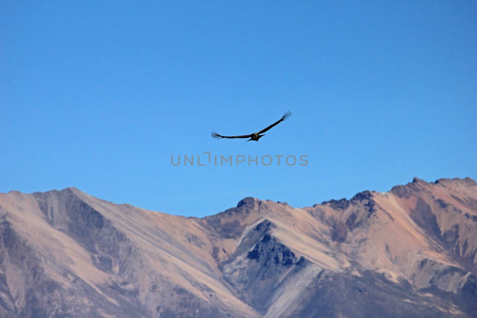 A male young andean condor flying over the mountains of Colca canyon - one of the deepest canyons in the world, near the city of Arequipa in Peru.