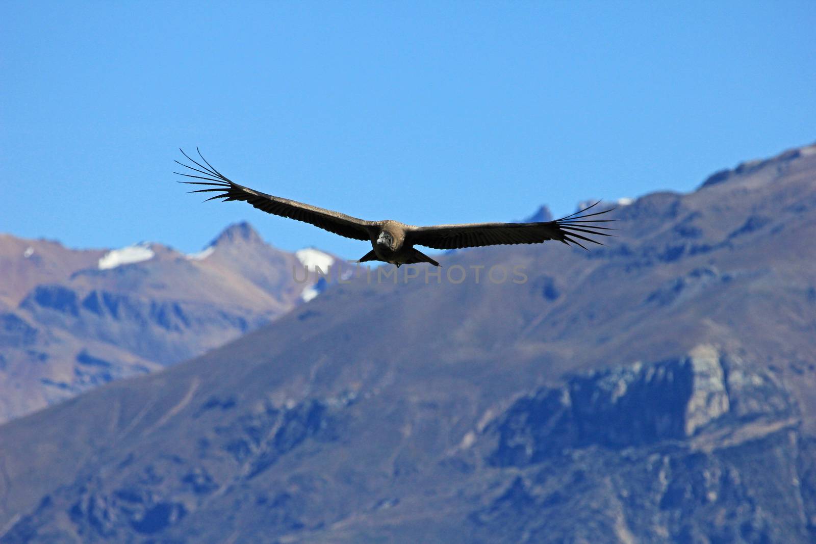 A male young andean condor flying over the mountains of Colca canyon - one of the deepest canyons in the world, near the city of Arequipa in Peru.