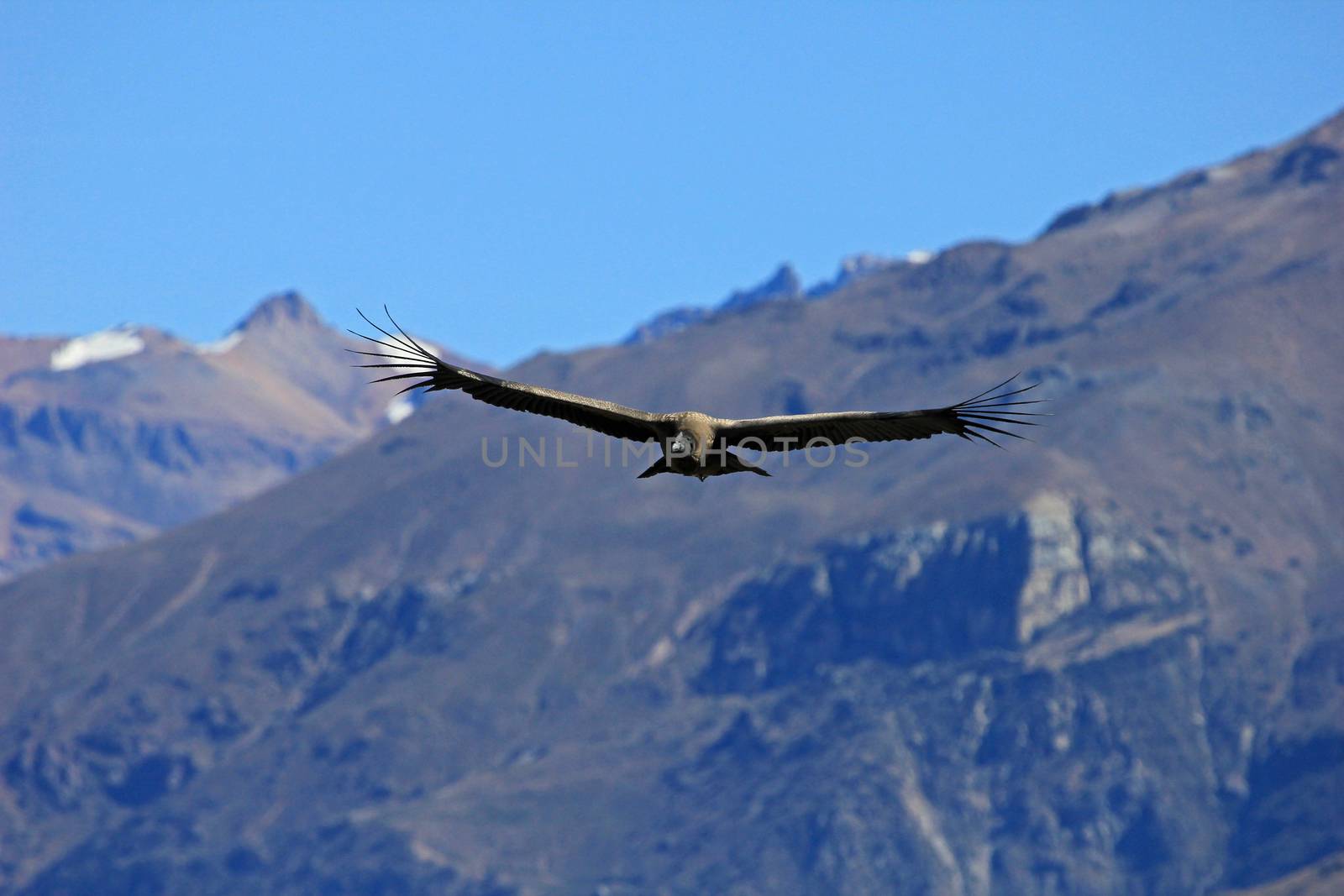 A male young andean condor flying over the mountains of Colca canyon - one of the deepest canyons in the world, near the city of Arequipa in Peru.