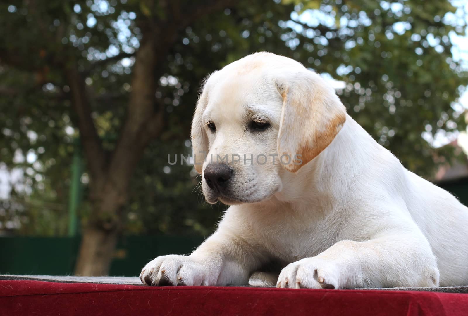 little cute yellow labrador puppy sitting on a red background