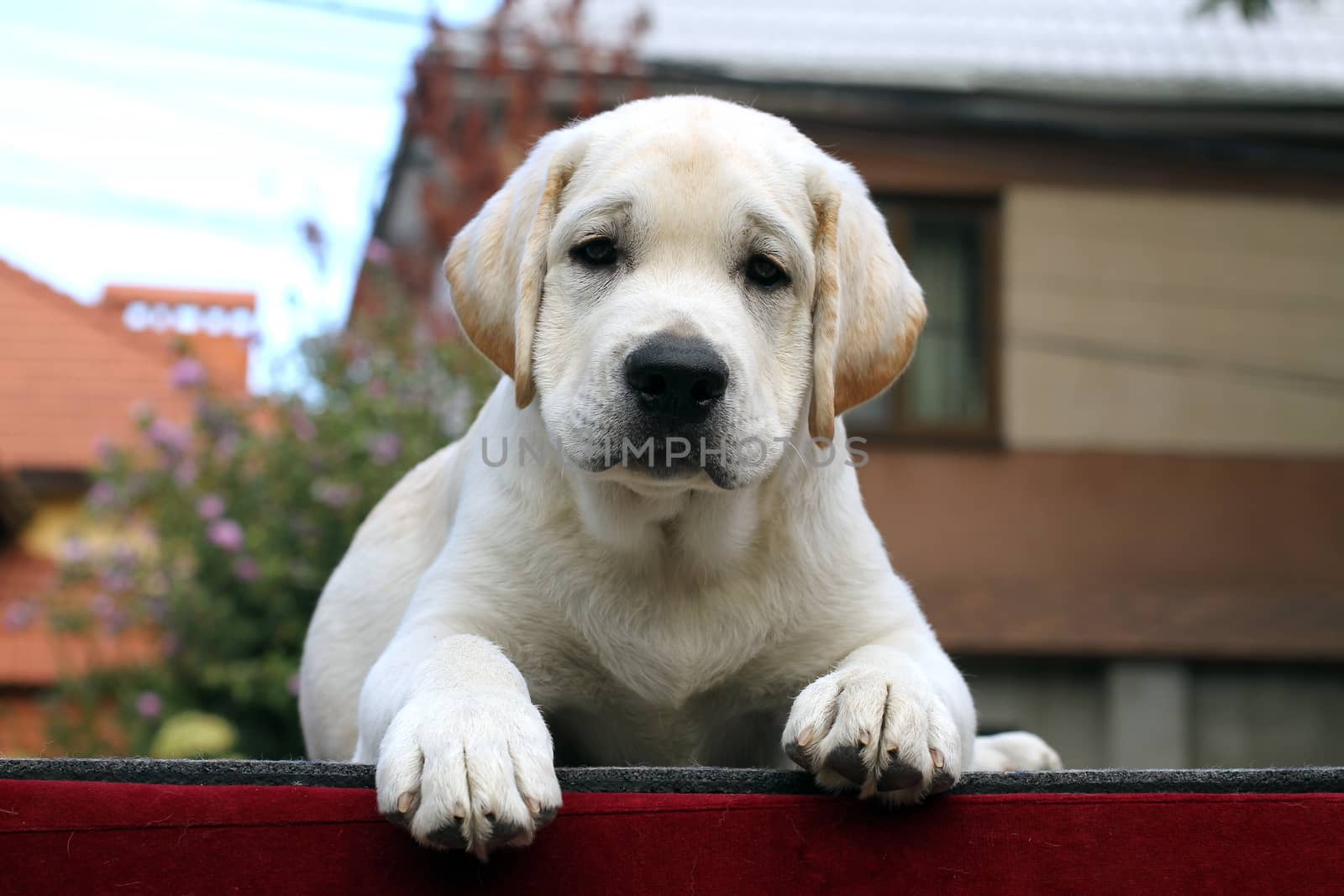 the little yellow labrador puppy sitting on a red background