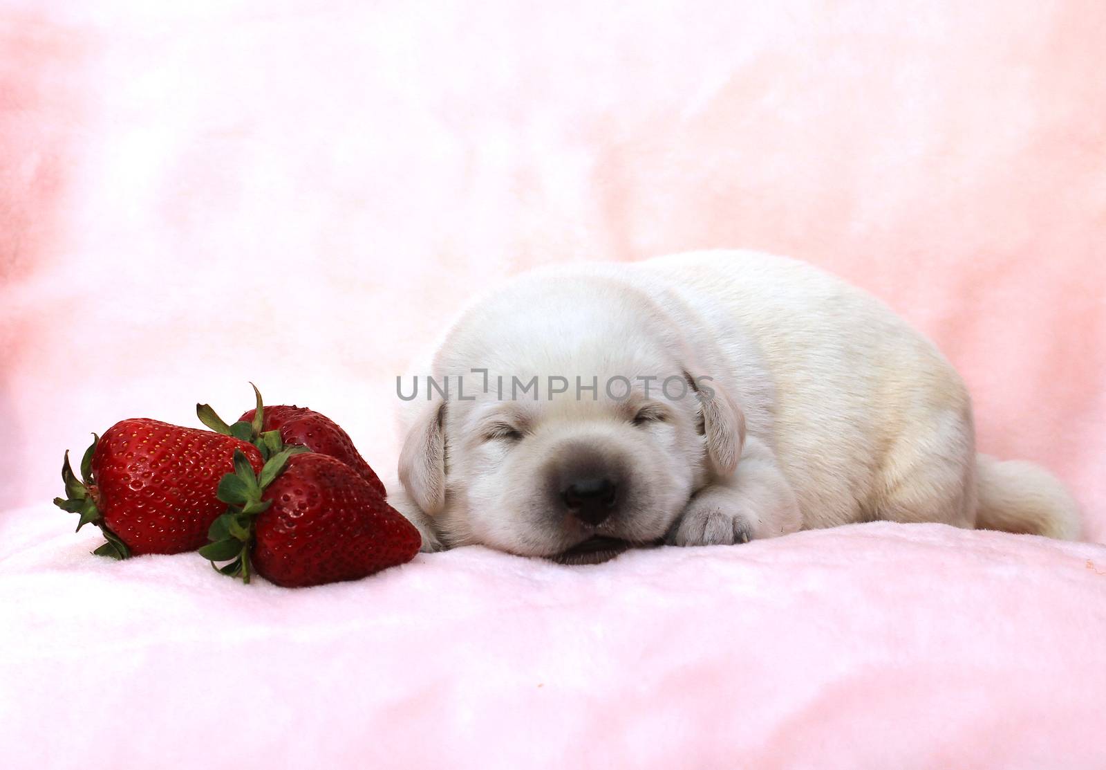 the little yellow labrador puppy sitting on red background with a strawberry