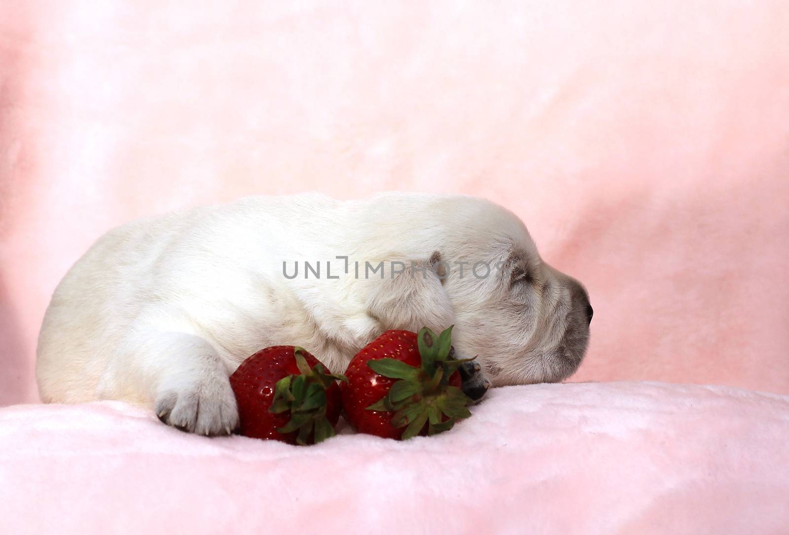 little yellow labrador puppy sitting on red background with a strawberry