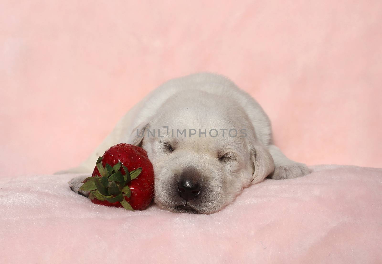 little cute yellow labrador puppy sitting on red background with a strawberry