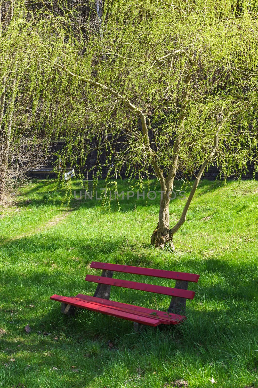 a wooden green bench under trees in the park